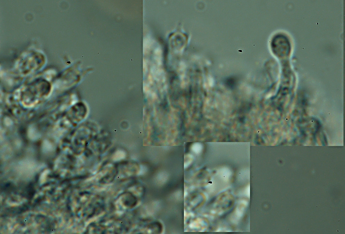 Probabilmente Plicaturopsis crispa  (Plicaturopsis crispa)